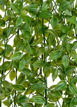 Традесканция зелёная