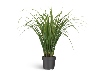 Лемонграсс трава зелёная в горшке