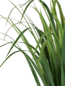 Лемонграсс трава зелёная высокая в горшке