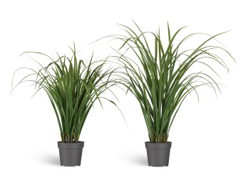 Лемонграсс трава зелёная высокая в горшке