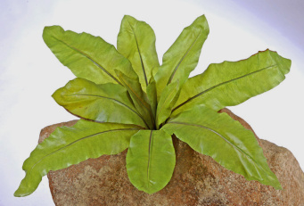 Асплениум Натуральный