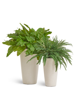 Асплениум Натуральный большой