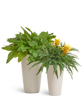 Асплениум Натуральный большой