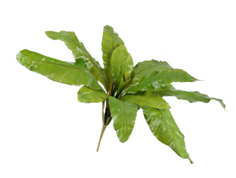 Асплениум Натуральный большой