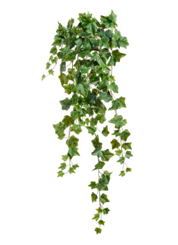 Английский плющ Олд Тэмпл зелёный