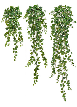 Английский плющ Олд Тэмпл зелёный