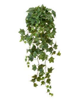 Английский плющ Биг Олд Тэмпл крупнолистный зелёный