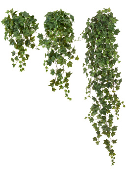 Английский плющ Биг Олд Тэмпл крупнолистный зелёный