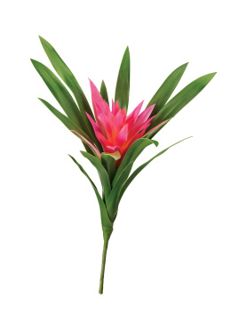 Гусмания Элегант тёмно-розовая