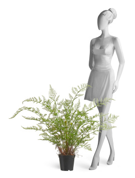 Папоротник Аспарагус куст нежно-зелёный в кашпо