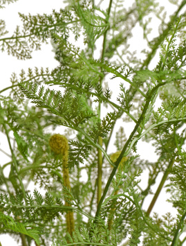 Папоротник Аспарагус куст нежно-зелёный в кашпо