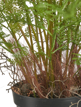 Папоротник Аспарагус куст нежно-зелёный в кашпо