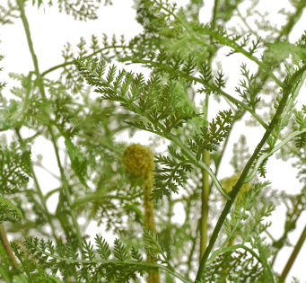 Папоротник Аспарагус куст нежно-зелёный в кашпо