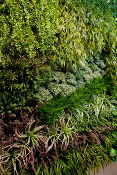 Тилландсия розетка св.зелёная с бордо припылённая