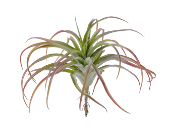 Тилландсия розетка св.зелёная с бордо припылённая