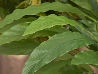 Калатея в горшке