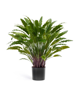 Калатея в горшке