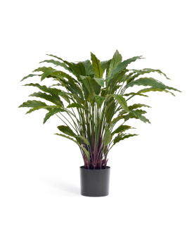 Калатея в горшке