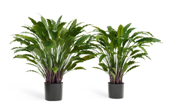 Калатея в горшке