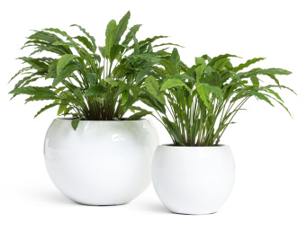 Калатея в горшке