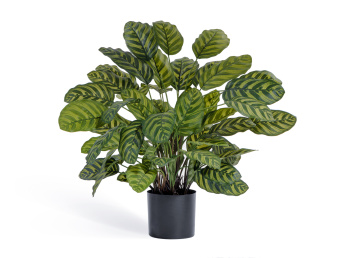 Калатея крупнолистная в горшке