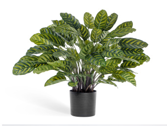 Калатея крупнолистная в горшке