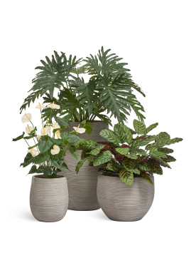 Калатея крупнолистная зелёно-бордовая в горшке