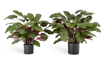 Калатея крупнолистная зелёно-бордовая в горшке