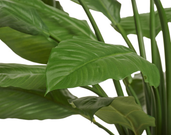 Спацифилум Гигант (без цветов)