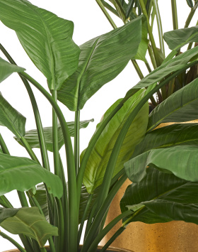 Спацифилум Гигант (без цветов)