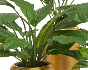 Спацифилум Гигант (без цветов)