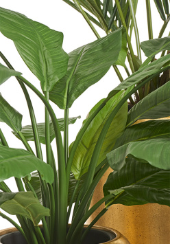 Спацифилум Гигант (без цветов)