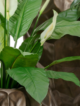 Спацифилум Королевский