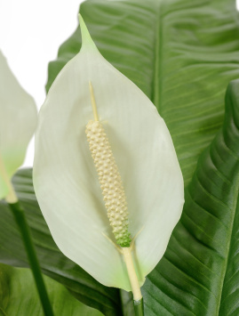 Спацифилум Королевский