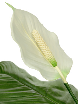 Спацифилум Королевский