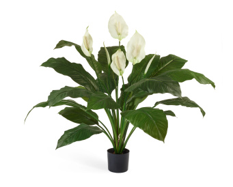 Спацифилум Королевский