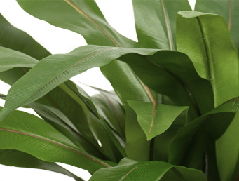 Асплениум куст Гигант в кашпо