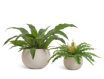 Асплениум куст Гигант в кашпо