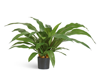 Асплениум куст Гигант в кашпо