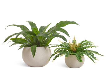 Асплениум куст Гигант в кашпо