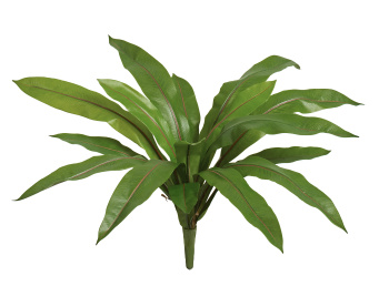 Асплениум узколистный