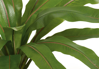 Асплениум узколистный