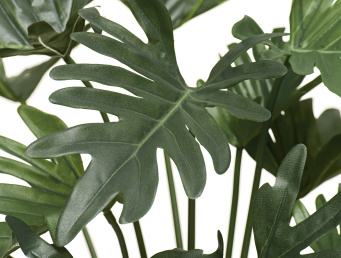 Филодендрон Ксанаду Литл куст