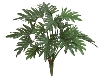 Филодендрон Ксанаду Литл куст