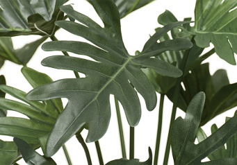 Филодендрон Ксанаду Литл куст