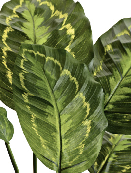 Калатея Розеопикта зелёная куст