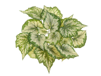 Бегония куст крупнолистная светло-зелёная большая