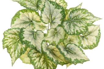 Бегония куст крупнолистная светло-зелёная большая