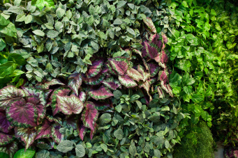 Бегония крупнолистная зелёно-бордовая