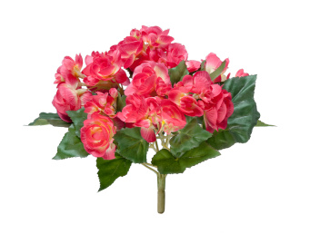 Бегония куст бордово-жёлтый